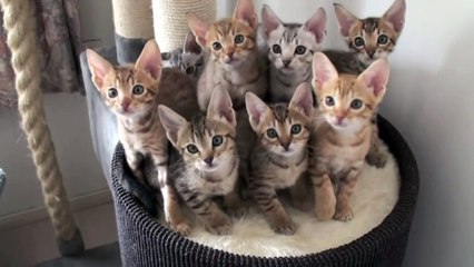 Hypnotized funny Kittens! Brilliant
