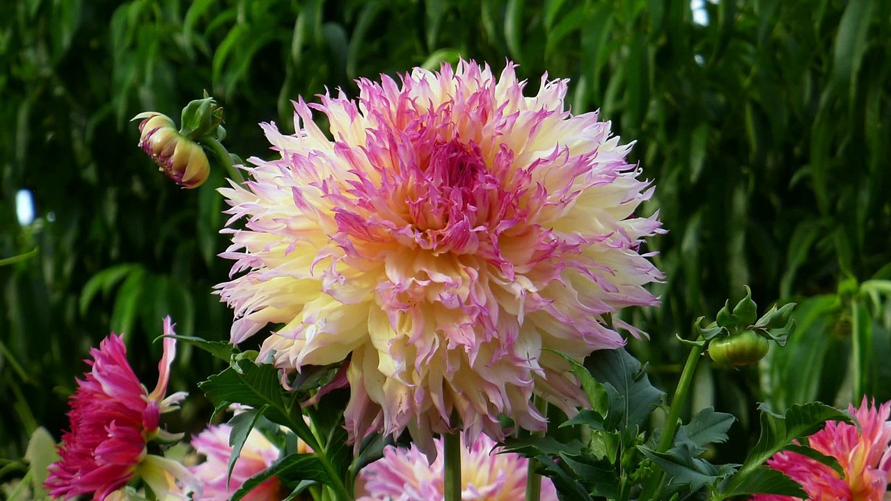 BRIAN CRAIN -  ANDANTINO - PIANO MUSIC WITH THE PRAGUE SYMPHONY ORCHESTRA - LOVING NATURE