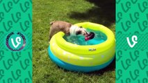 Funny Animals Vines Compilation Of June 2016 The Cutest Animals Vine 2016