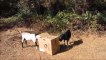 Goats Brutally Attack Unsuspecting Cardboard Box