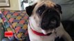TOP 10 FUNNIEST PUG DOG VIDEOS COMPILATIONS OF ALL TIME 2016