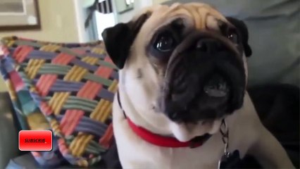 TOP 10 FUNNIEST PUG DOG VIDEOS COMPILATIONS OF ALL TIME 2016