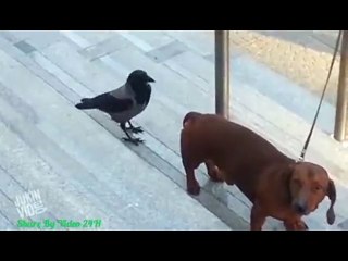 Con chim khốn nạn nhất em từng thấy :v