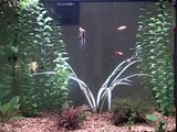 29 Gallon Freshwater Fish Tank