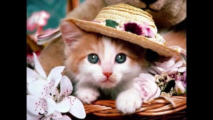 AŞK için çabalayan 8 İLGİNÇ hayvan