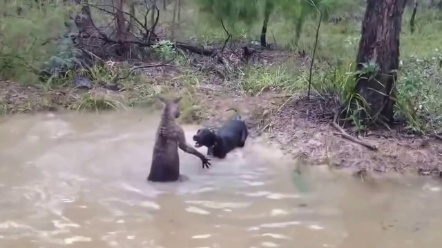 Бой собаки и кенгуру. Эти странные животные.