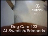 Dog cam #23 Swedish/Edmonds Therapy Pup