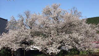 平成２５年　「ともえ桜」咲きはじめ～散り終わりまで