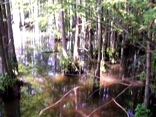 BALD CYPRESS SWAMP