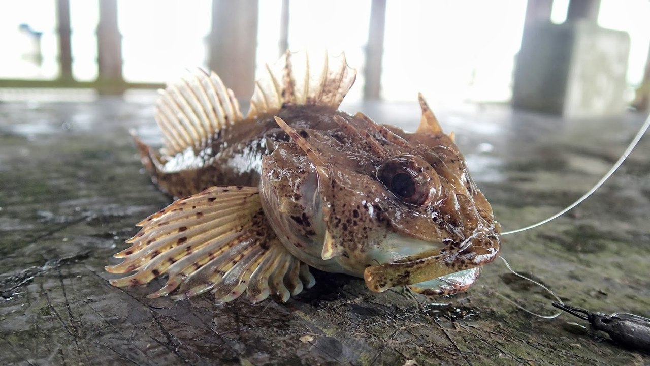 10 Ugliest Sea Animals