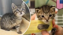 Ten-day-old kitten named Trooper survives dog attack and amputation