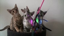 Funny Kittens rock