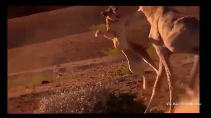 Most Amazing Wild Animal Attacks Crazy animal attack, animal fight Lion , Zebra,hippo