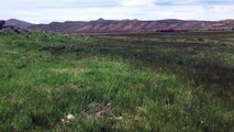 South side of Dolly Creek Meadow. Looking north. Irrigation.