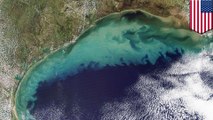 Gulf of Mexico ‘dead zone’ forecasted to be as big as Connecticut, study shows - TomoNews