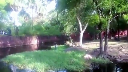 Un idiot complètement ivre se jette dans un enclos à lions