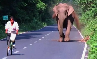 Elephant Clears The Way For His Family
