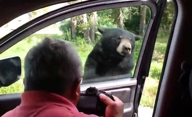 Bear Opens Door to Car