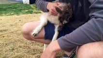 Playing with a Baby Goat at Icelandic Goat Farm