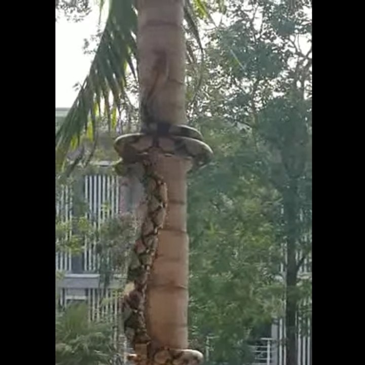 A snake that can climb trees