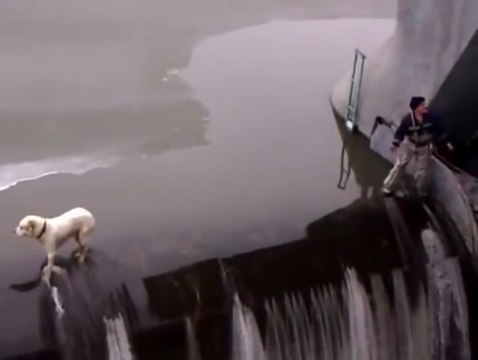 Des villageois sauve un chien