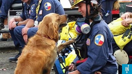 Bretagne, le dernier chien sauveteur des attentats du 11 septembre est mort