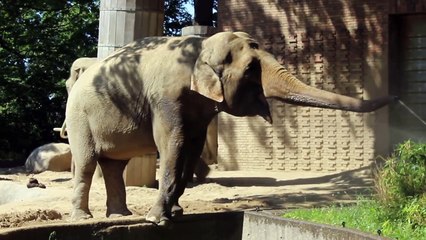 L'éléphant et l'arroseur automatique