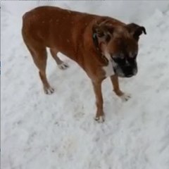 Un chien très malin !