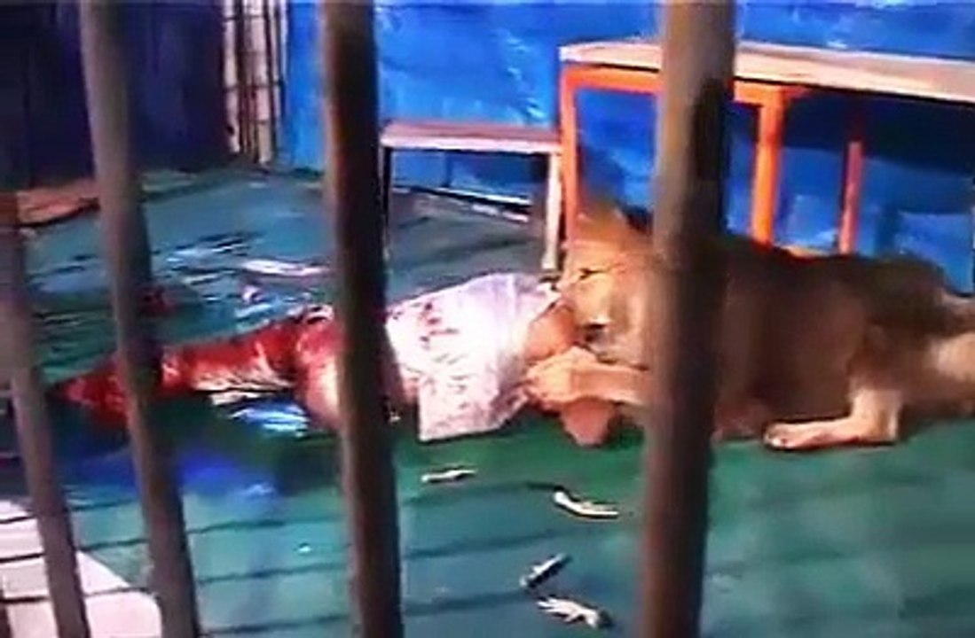 Lion Attack A Man In Delhi Zoo - Dangerous Lion Attacks On Humans
