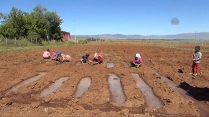 Tütün Ekimine Başlandı