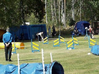 Echo - Agilitytävling 2007-08-26 (hkl3)