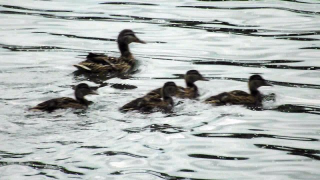 Утки на озере