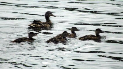 Утки на озере