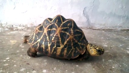 Injured tortoise can walk again thanks to custom wheels