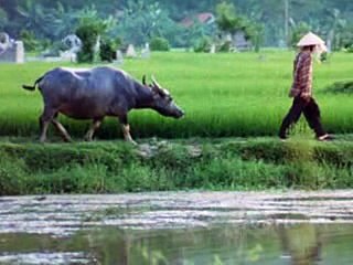 CÔNG ƠN CHA MẸ (7) ĐĐ THÍCH GIÁC THIỆN Biên Soạn