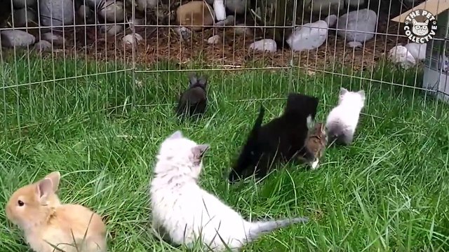 Moment cute : des chatons et lapereaux jouent ensemble dans un enclos