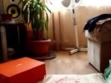 Top Funny Crazy cats | cute cat videos