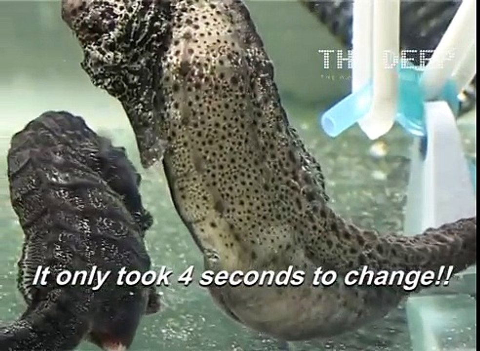Accouchement dun hippocampe mle