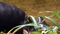 Bébé hippopotame pygme prend un bain