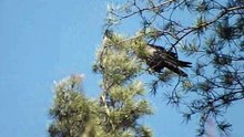Voron. Ворон