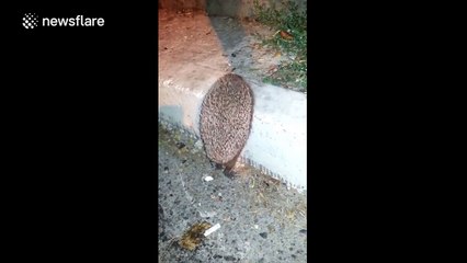 Man helps struggling hedgehog to climb step