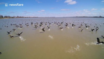 Beautiful footage of hundreds of geese flying off on San Lorenzo river