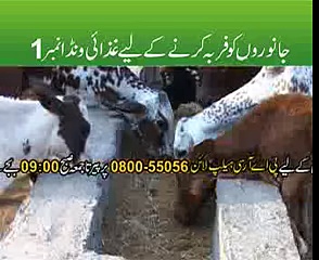Livestock feeds Pakistan