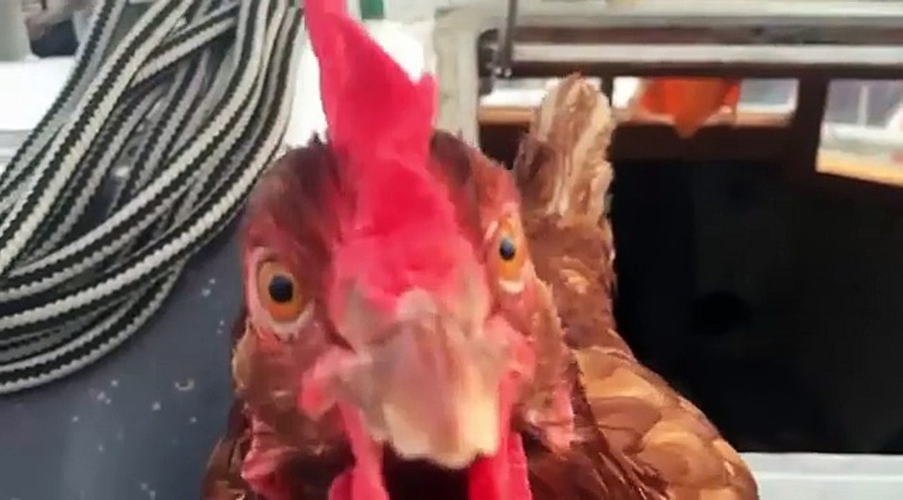 Un Français réalise un tour du monde en compagnie de Monique la poule !