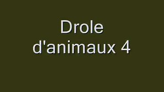Drole d'animaux4