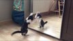 Kitten Sees Reflection in Mirror and Tries to Attack It.
