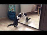 Kitten Sees Reflection in Mirror and Tries to Attack It.