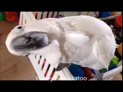 Cockatoo Loves Getting Her Feathers Brushed