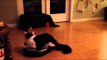 Kitty Rides Robotic Hoover Around Living Room