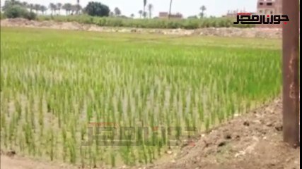 زراعة الارز بالمخالفة تنتشر بالقليوبية